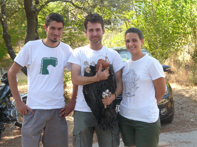 El quipo de cría 2012, Pablo, Victor y Liliana junto a Pau, buitre negro nacido en GREFA