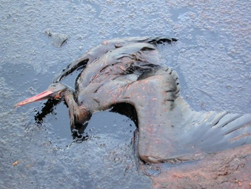 Ejemplar adulto de cigüeña blanca muerto en la laguna de aceites sin tratar de Arganda del rey 