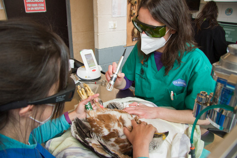 Veterinarias de GREFA aplicando laserterapia a un águila de Bonelli gracias a la colaboración con K-Láser – AVANVET.