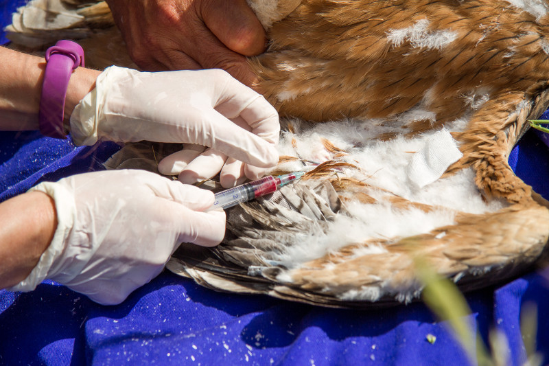 Extracción de sangre a un pollo de águila de Bonelli marcado en el campo