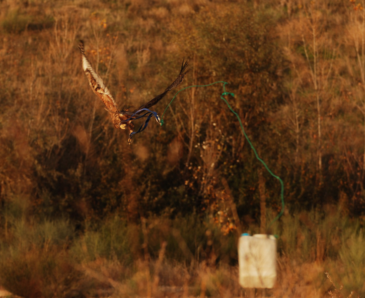 Águila perdicera durante la prueba de vuelo con lastres