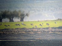 Machos de avutarda alimentándose en un lek de Torrejón de Velasco (Madrid), junto a unos olivos.