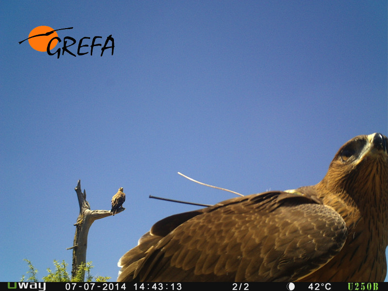El águila de Bonelli Remo, en primer plano, es observada por un águila imperial joven posada en la rama de un árbol (foto: GREFA).