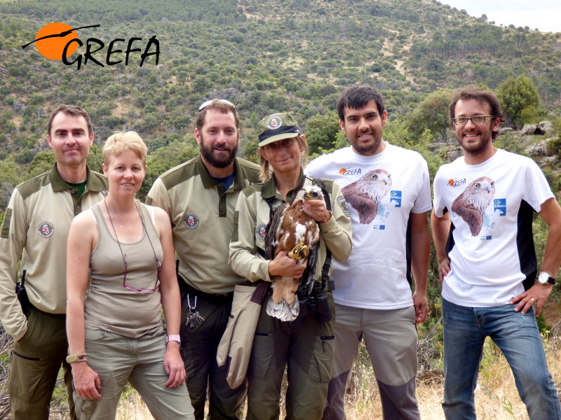 Los técnicos de GREFA Emilie Delepoulle (segunda por la izquierda), Juanjo Iglesias y Manu Galán (quinto y sexto por la izquierda), junto con agentes de medio ambiente de la Comunidad de Madrid, con una de las águilas de Bonelli reintroducidas en la Comunidad de Madrid (foto: Grefa). 