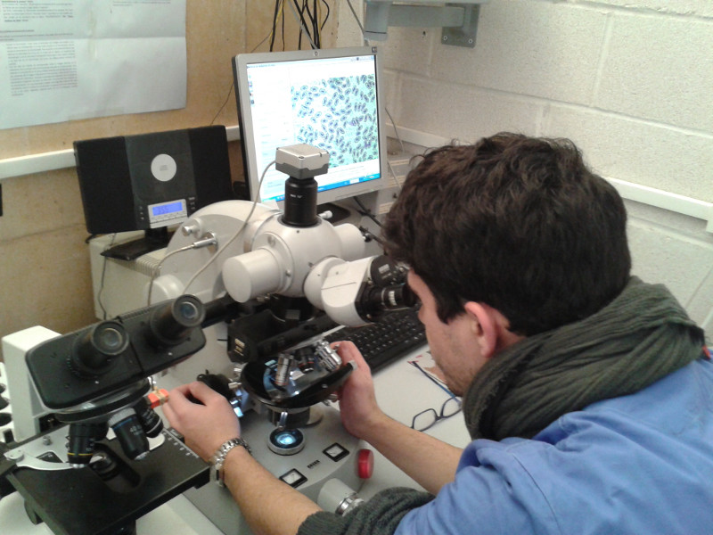 Un voluntario examina al microscopio los glóbulos rojos de un águila perdicera en el laboratorio de diagnóstico clínico de GREFA. 