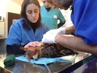 Los veterinarios de GREFA atienden a un águila imperial joven víctima de una colisión en un tendido eléctrico.