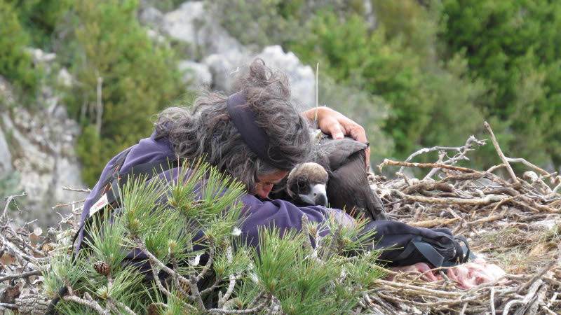 Mario Álvarez, de GREFA, devuelve a su nido a un pollo de buitre negro, una vez que se le ha colocado el emisor. Sus progenitores son Neus y Oriol, una de las parejas de la especie que se reproduce en Boumort (Pirineo catalán).