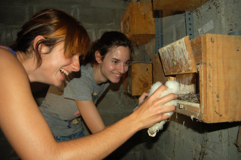 Dos voluntarias introducen en un nidal de un primillar un pollo de cernícalo primilla criado en cautividad (foto: Fernando Garcés).