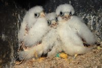 Tres pollos de cernícalo primilla anillados por GREFA observan al fotógrafo desde el interior de su nido (foto: Fernando Garcés).