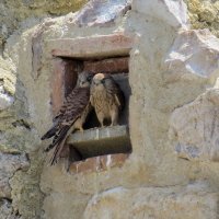 Dos ejemplares jóvenes de cernícalo primilla en la entrada de un nido construido por GREFA en el castillo de Torrejón de Velasco, donde se encuentra la mayor colonia de la Comunidad de Madrid, con casi cuarenta parejas censadas en  2013 (foto: Ernesto Álvarez). 