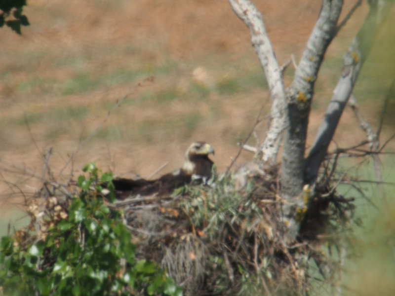 El águila imperial Susana incuba su puesta de 2014 en el nido que regenta al norte de la provincia de Toledo. La mala calidad de la imagen se debe a la distancia a la que se vigila el nido para evitar molestias (foto: GREFA).
