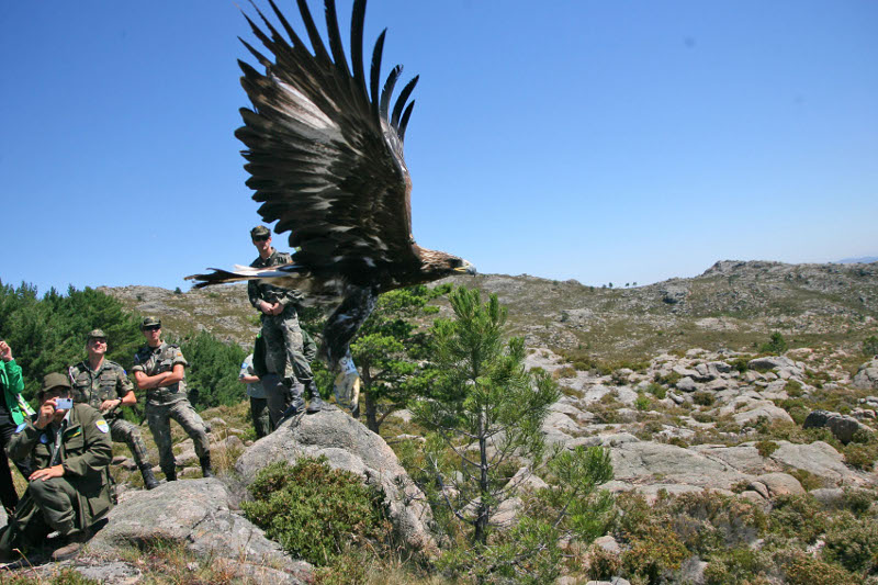 Momento de la suelta de Eufemia, una de las águilas reales reintroducidas en el Parque Natural Baixa Limia-Serra do Xurés (Ourense).. Autor: Jesús Regal