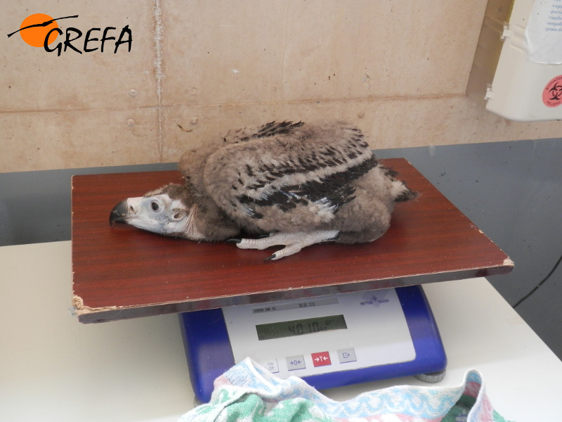 Pablo es pesado durante su desarrollo como pollo a principios de junio de 2014. ¡Más de cuatro kilos! Foto: GREFA.