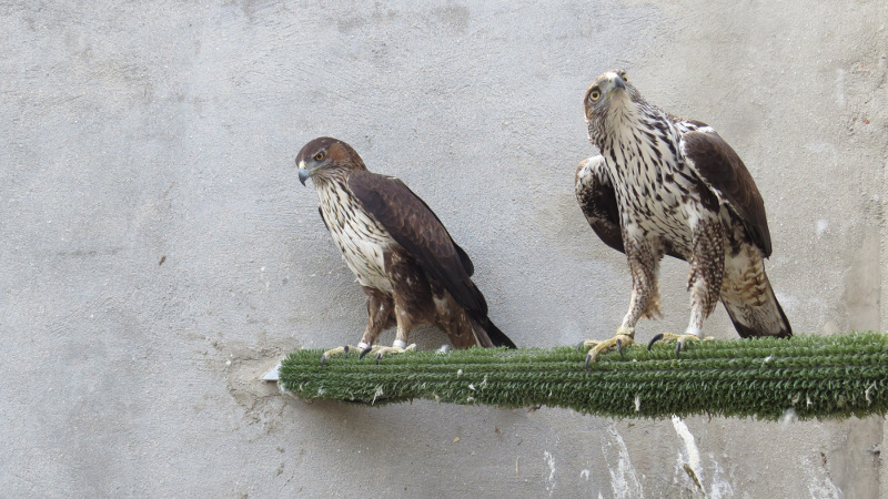 Esta pareja reproductora de águila de Bonelli ha sido la primera en criar con éxito esta temporada en el centro de GREFA.