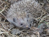 Erizo europeo recuperado en el hospital de fauna silvestre de GREFA, instantes después de su liberación al medio natural.