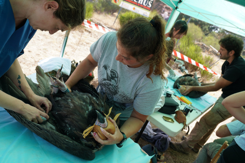El equipo veterinario de GREFA revisando a un ejemplar de buitre negro del Proyecto Monachus.