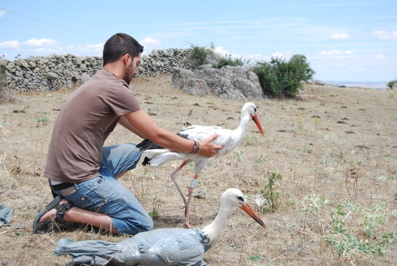 Liberación de cigüeñas blancas rehabilitadas por GREFA.
