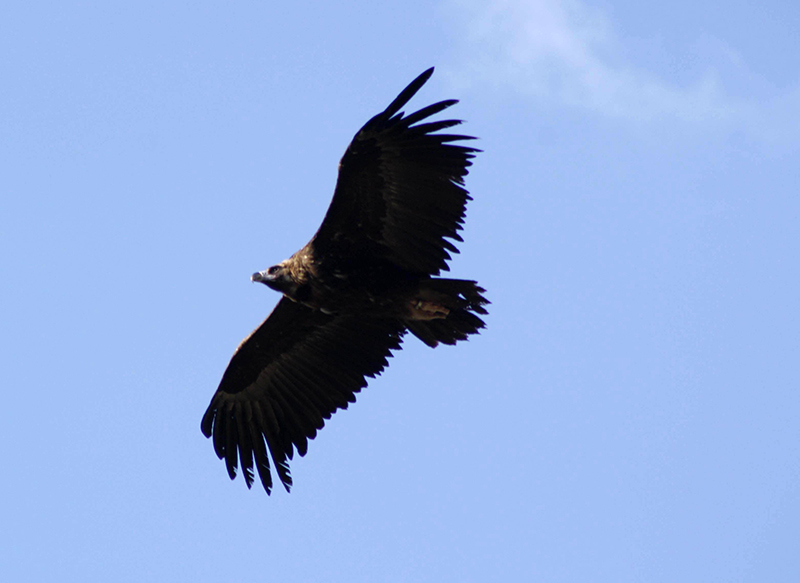 Buitre negro en vuelo. Esta especie amenazada es una de las principales víctimas del uso ilegal de veneno en el medio natural. Foto: GREFA.