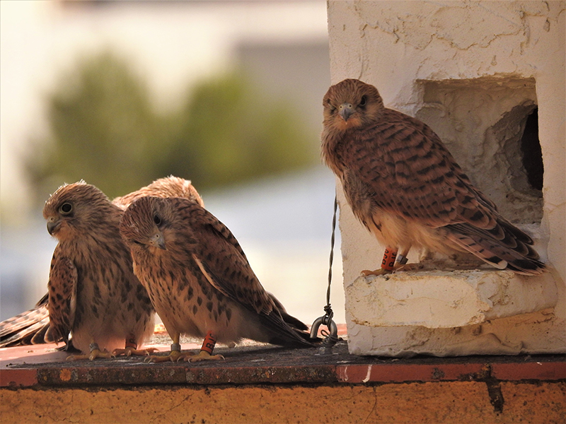 Cernícalos primilla jóvenes junto a un nidal en el silo de Baena (Córdoba).