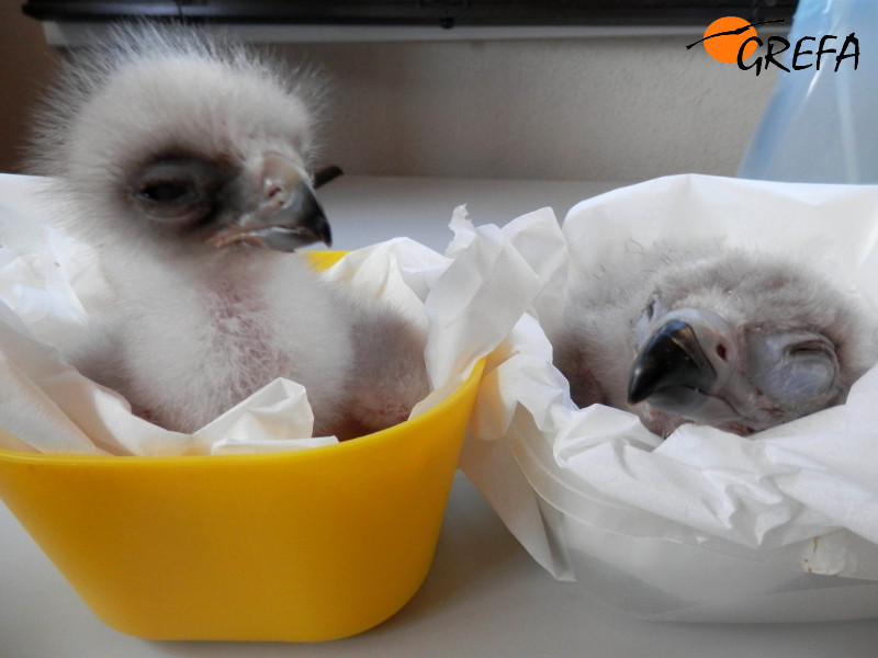 Pollos recién nacidos en GREFA de águila real (izquierda) y buitre negro. Foto: GREFA.