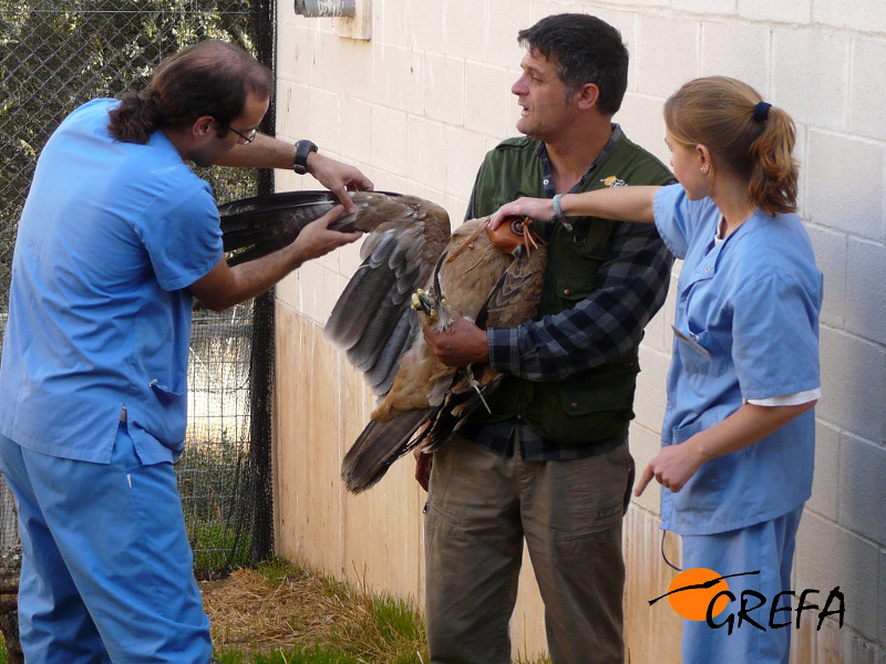 Veterinarios y rehabilitadores examinan a un ejemplar joven de águila imperial que ingresó en el hospital de fauna de GREFA. Foto: GREFA.