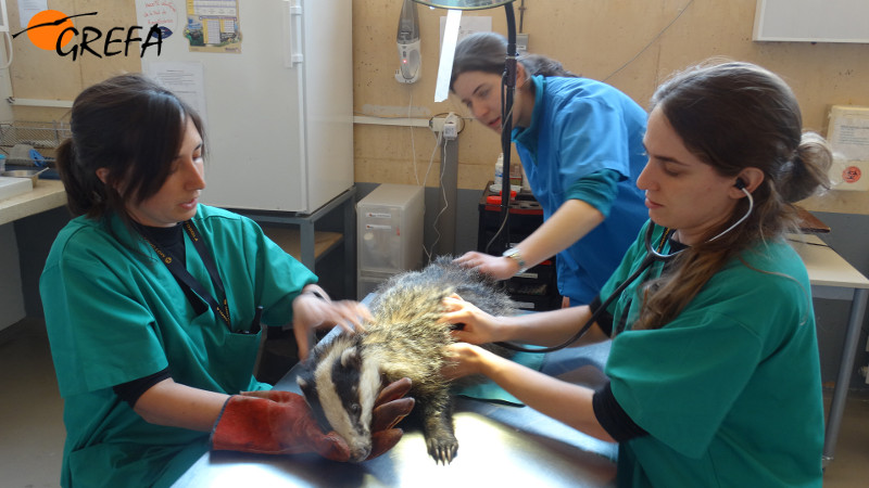 Exploración veterinaria a un tejón en la enfermería de GREFA.