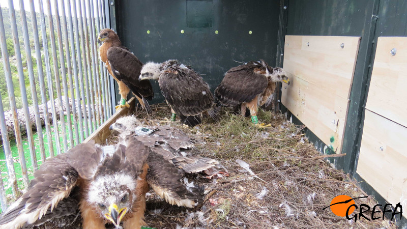 Águilas de Bonelli en fase de aclimatación antes de ser liberadas. Foto: GREFA.