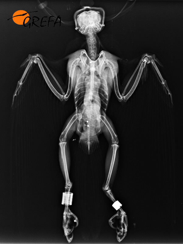 Radiografía de un halcón tiroteado, con varios perdigones en su cuerpo y las anillas con las que va marcado en las patas. Foto: GREFA.