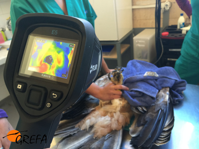 Un águila imperial es objeto de comprobación térmica en el hospital de fauna de GREFA, para saber si está electrocutada. Foto: GREFA.