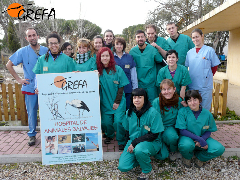 Algunos voluntarios y veterinarios del Hospital de Fauna Salvaje de GREFA, en Majadahonda (Madrid). 