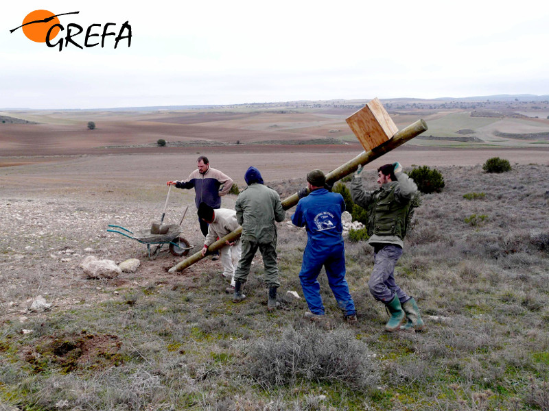 Voluntarios de GREFA levantan un poste con una caja nido para cernícalos vulgares.