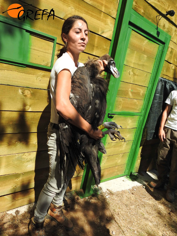 Una especialista sujeta un buitre negro antes de introducirlo en el jaulón de aclimatación de Huerta de Arriba (Burgos). Foto: GREFA.