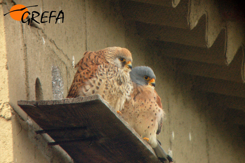 Una pareja de cernícalo primilla reposa a la entrada de su nidal, en un primillar madrileño (foto: GREFA).