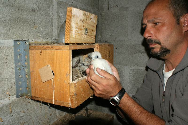Fernando Garcés, secretario general de GREFA, examina los pollos de cernícalo primilla que hay en un nidal artificial. Foto GREFA