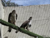 Pareja reproductora de águila de Bonelli que cría en las instalaciones de GREFA y cuyos pollos se destinan al proyecto LIFE Bonelli.