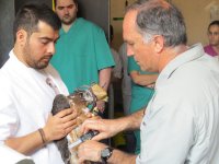 Toma de medidas de un pollo de águila de Bonelli durante los preparativos previos a su reintroducción.