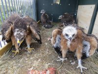 Los cuatro pollos de águila de Bonelli reintroducidos en la Sierra Oeste de Madrid, en el nido artificial en el que han sido instalados.