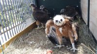 Los cuatro pollos de águila de Bonelli reintroducidos en la Sierra Oeste de Madrid, en el nido artificial en el que han sido instalados.