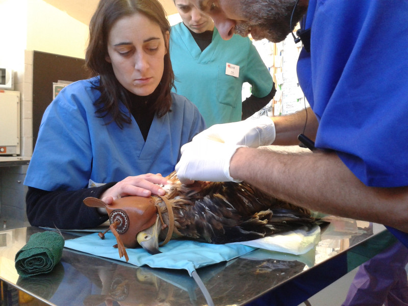 Los veterinarios de GREFA atienden a un águila imperial joven víctima de una colisión en un tendido eléctrico. Foto: GREFA