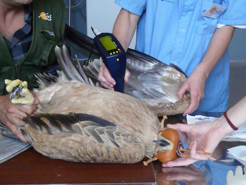 Un águila imperial joven en recuperación recibe un tratamiento de fisioterapia en el hospital de fauna silvestre de GREFA, en Majadahonda (Madrid). Foto: GREFA.