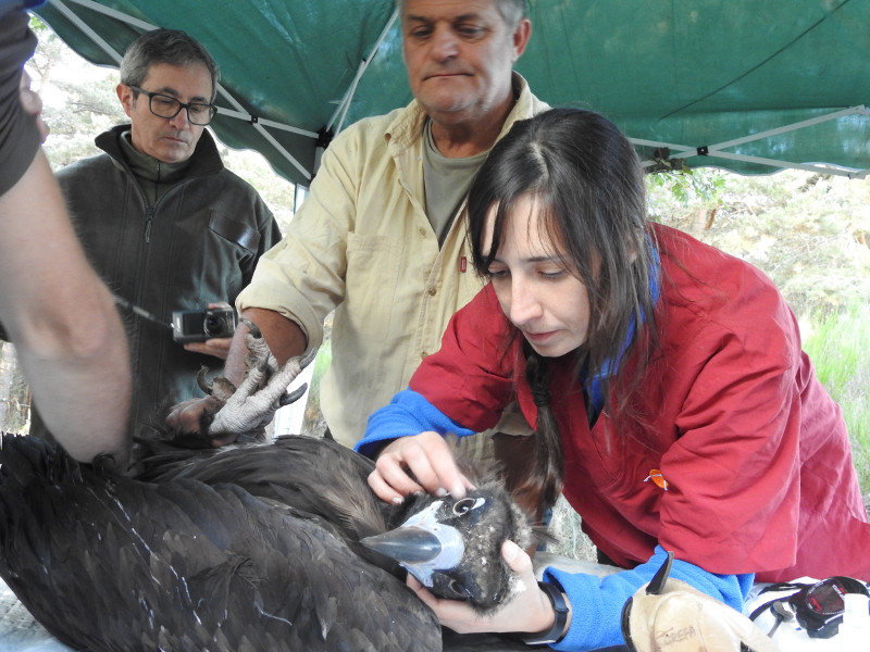 Chequeo veterinario de un buitre negro antes de ser liberado en la Sierra de la Demanda.