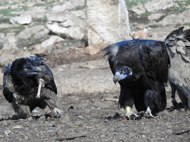 Quebrantahuesos joven (a la izquierda) y buitre negro alimentándose en un muladar.