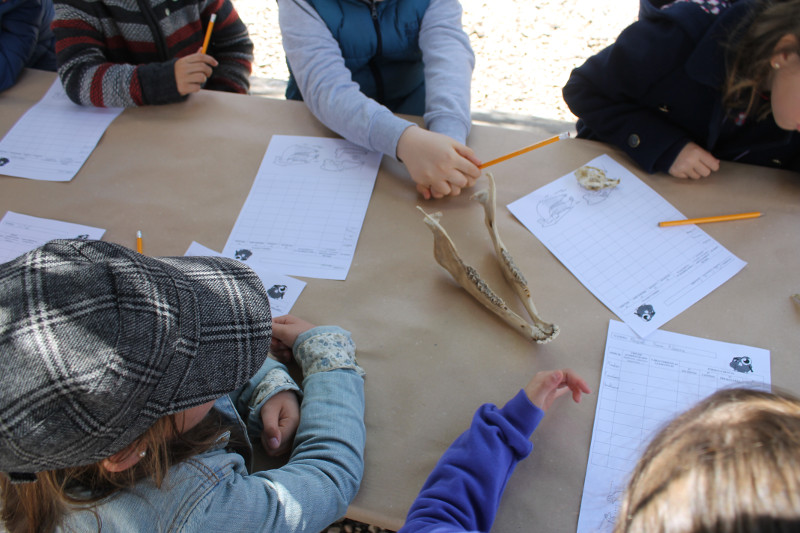 Varios niños aprenden a identificar cráneos de animales en un taller de GREFA