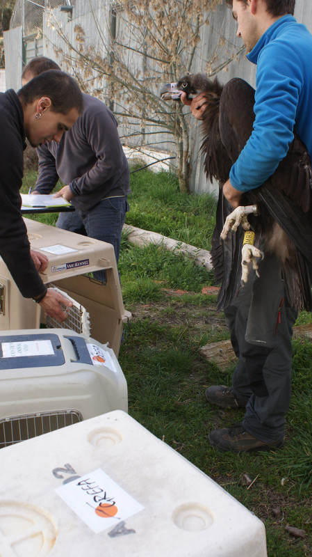 Un buitre negro es introducido en un contenedor para su traslado al Pirineo catalán desde el centro de fauna silvestre de GREFA (foto: José Antonio Montero). 