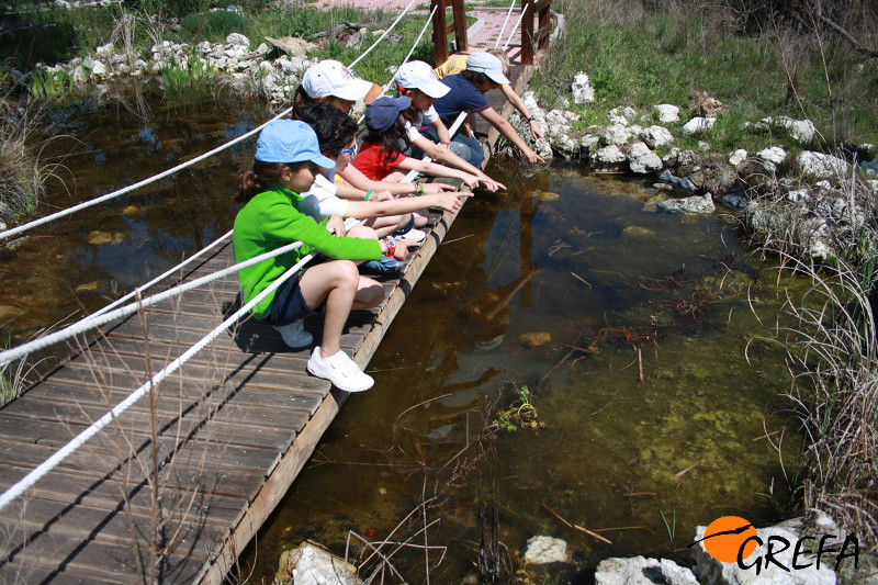 Un grupo de niños observa una charca del circuito de educación ambiental de GREFA.