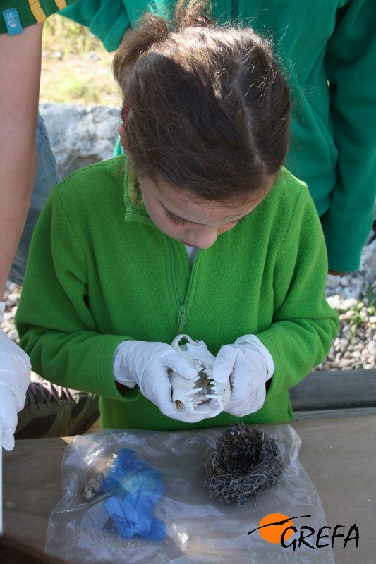 Una niña examina el cráneo de un carnívoro en un taller de educación ambiental de GREFA.