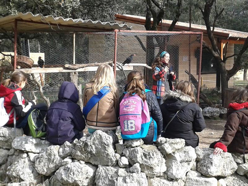 Una educadora ambiental de GREFA se dirige a un grupo de escolares junto a un jaulón con varias especies de córvidos irrecuperables. Foto: GREFA