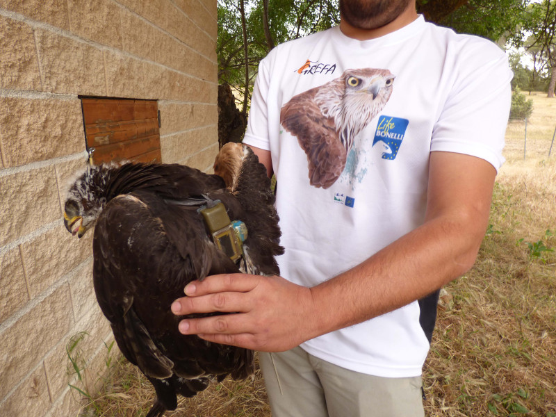 Un especialista de GREFA sostiene un pollo de águila de Bonelli con un emisor al dorso y destinado a ser reintroducido en la Sierra Oeste de Madrid.