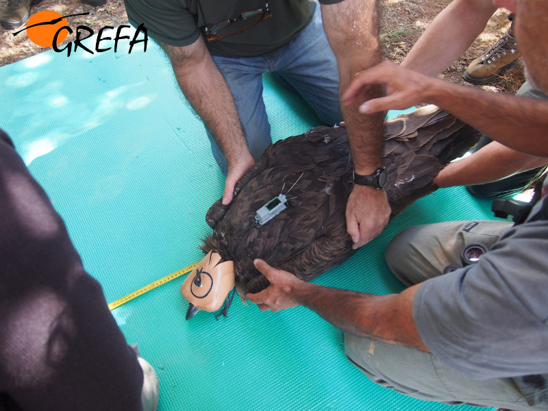 Últimos chequeos a un buitre negro (con emisor) antes de ser liberado en Pirineos. Foto: GREFA.