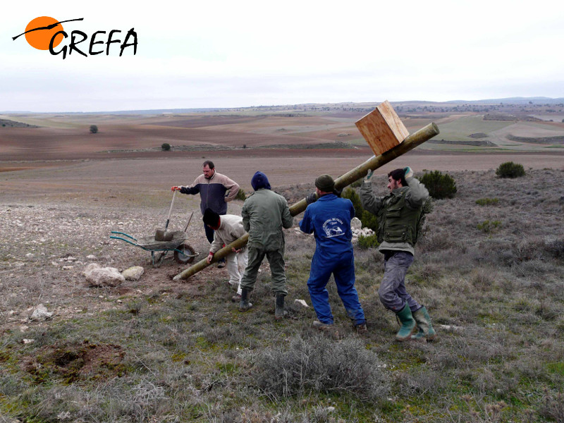 Voluntarios de GREFA levantan un poste con una caja nido para cernícalos vulgares. Foto: GREFA.